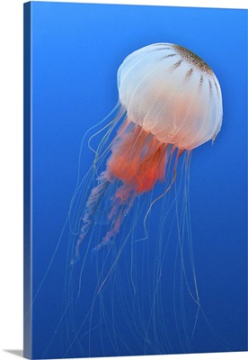 Sea nettle is host to a small shrimp in the Atlantic Ocean