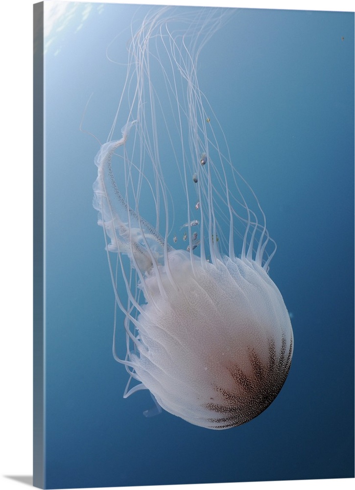 Sea Nettle Jellyfish in Atlantic Ocean.
