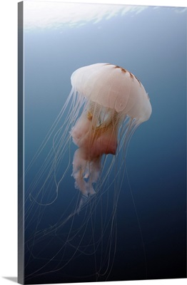 Sea Nettle Jellyfish in Atlantic Ocean