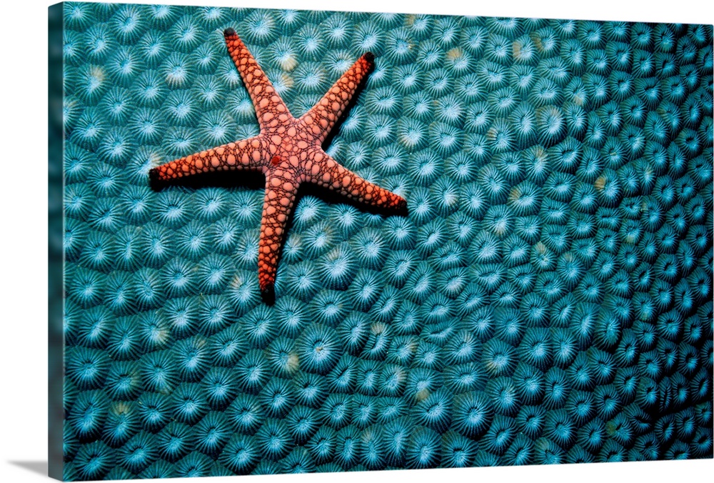 Sea star, Fromia sp., is a resident of shallow water reefs. It grazes on sponges that can grow on coral reefs, Fiji, Indo-...