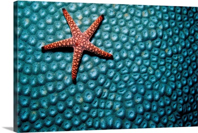 Sea star, is a resident of shallow water reefs.