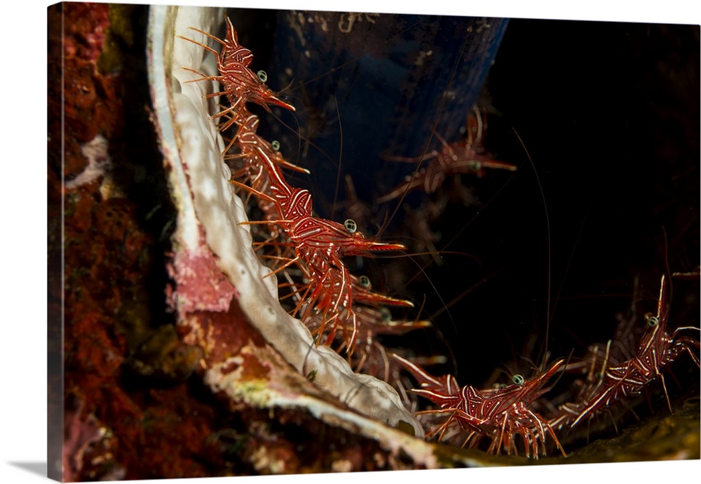 Several hingebeak shrimps (Rhynchocinetes durbanensis) hiding inside a tube lined with blue sponge, Indonesia.