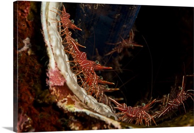 Several hingebeak shrimps hiding inside a tube lined with blue sponge, Indonesia.