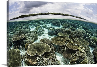 Shallow coral reef thrives in Wakatobi National Park, Indonesia.