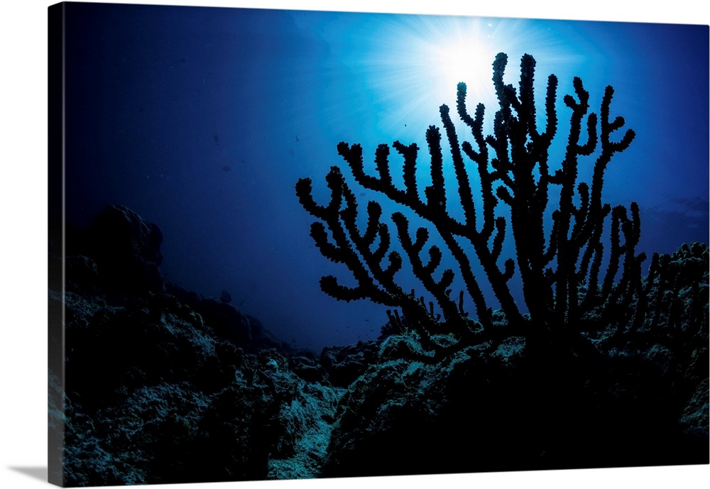 Silhouette of a sea fan. Sea of Cortez, La Paz, Baja California Sur, Mexico.