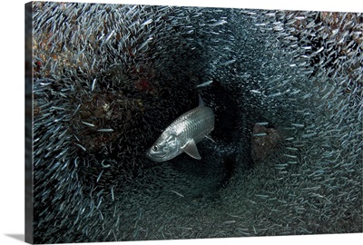 Silversides evading their prey, The Grotto, Grand Cayman