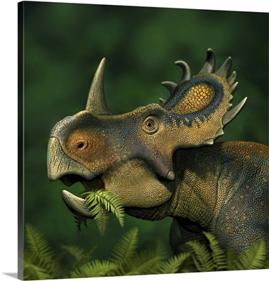 Sinoceratops Dinosaur Grazing On Leaves
