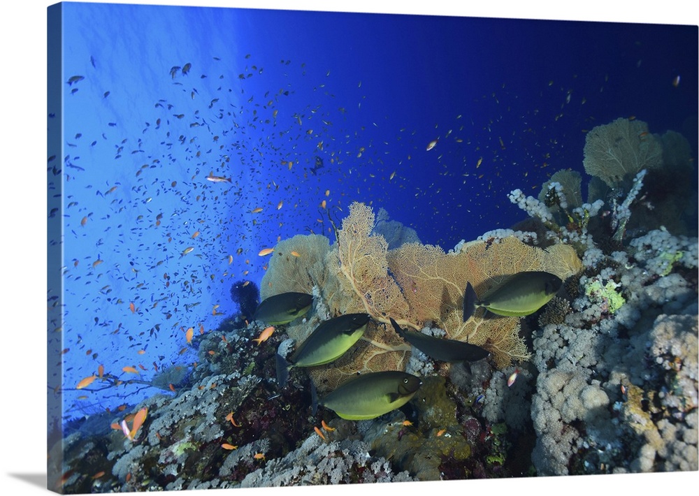 Sleek unicornfish swimming by reef fan coral, Red Sea, Egypt.