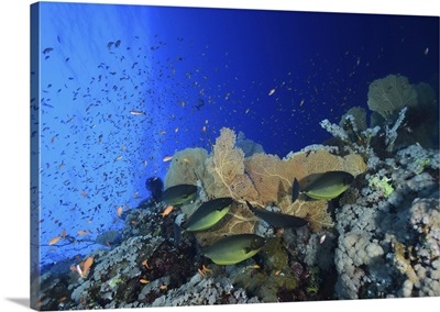 Sleek Unicornfish Swimming By Reef Fan Coral, Red Sea, Egypt