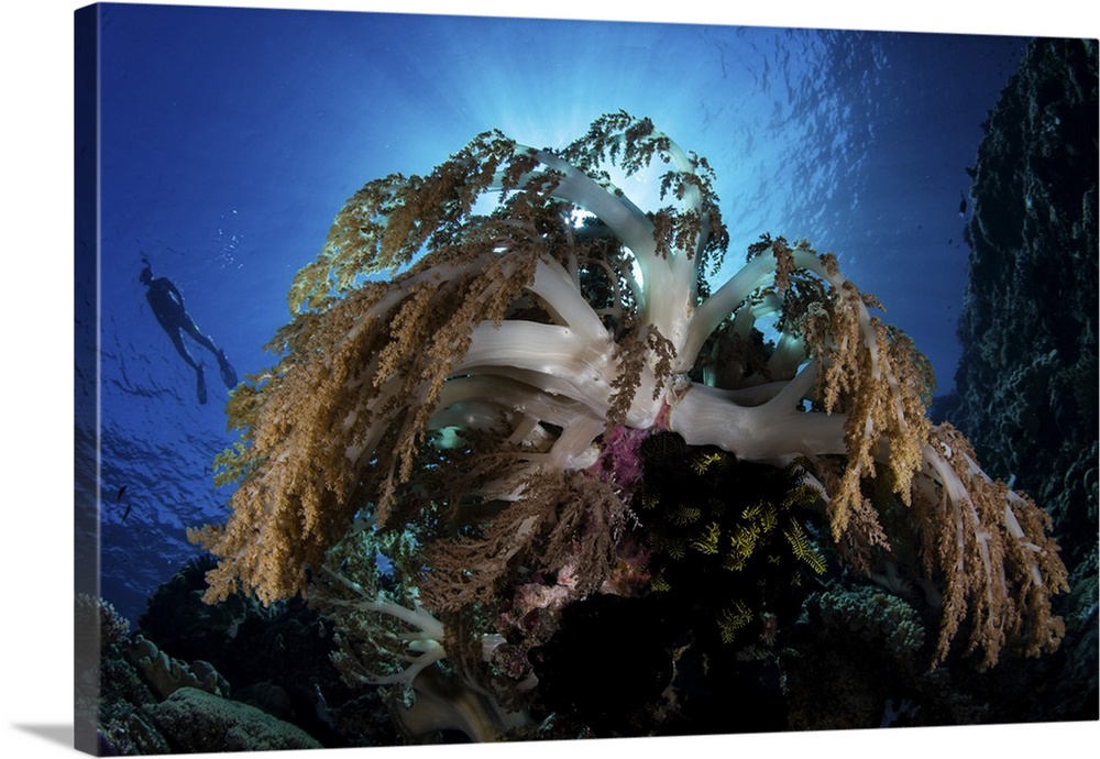 A snorkeler swims above soft corals growing on a reef near Alor in the Lesser Sunda Islands.