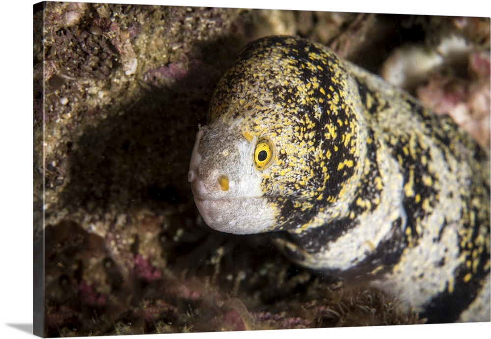 Snowflake moray eel in the Philippines.