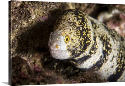 Snowflake moray eel in the Philippines