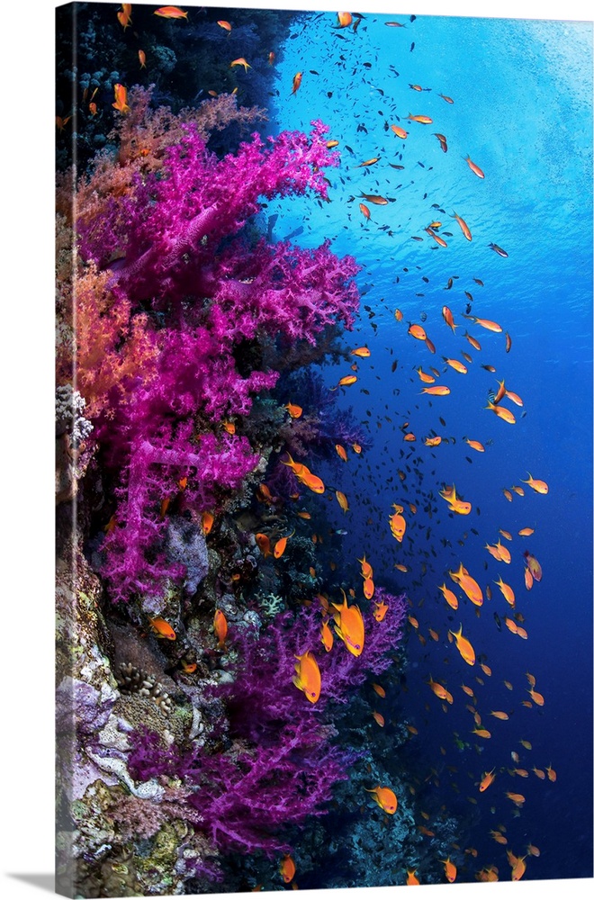 Soft coral and schooling anthias on a wall in the Red Sea.