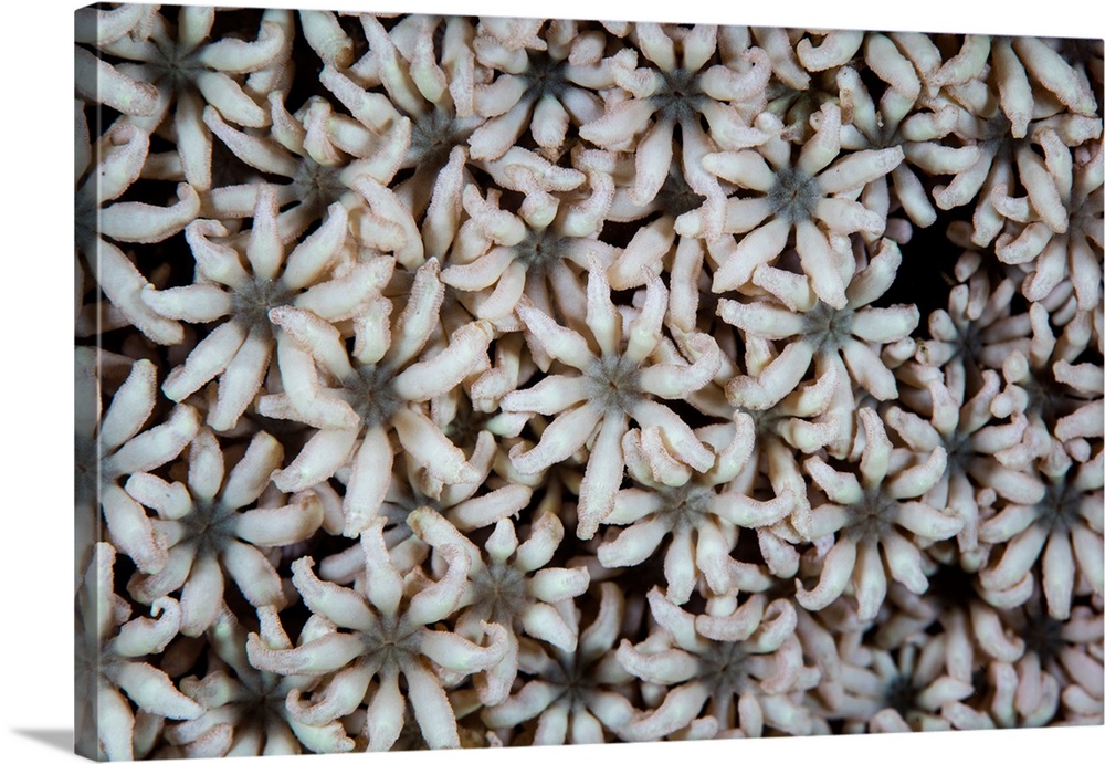 Soft coral polyps grow in Raja Ampat, Indonesia.