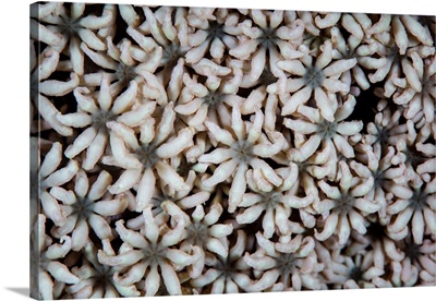 Soft Coral Polyps Grow In Raja Ampat, Indonesia