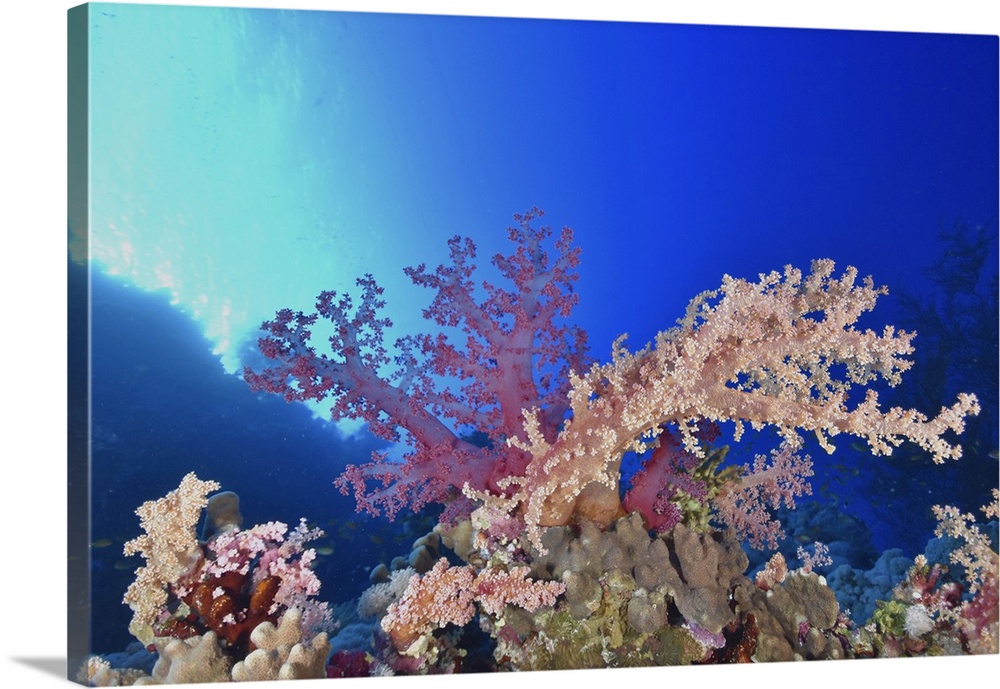 Soft coral reef, Red Sea, Egypt.