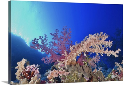 Soft Coral Reef, Red Sea, Egypt