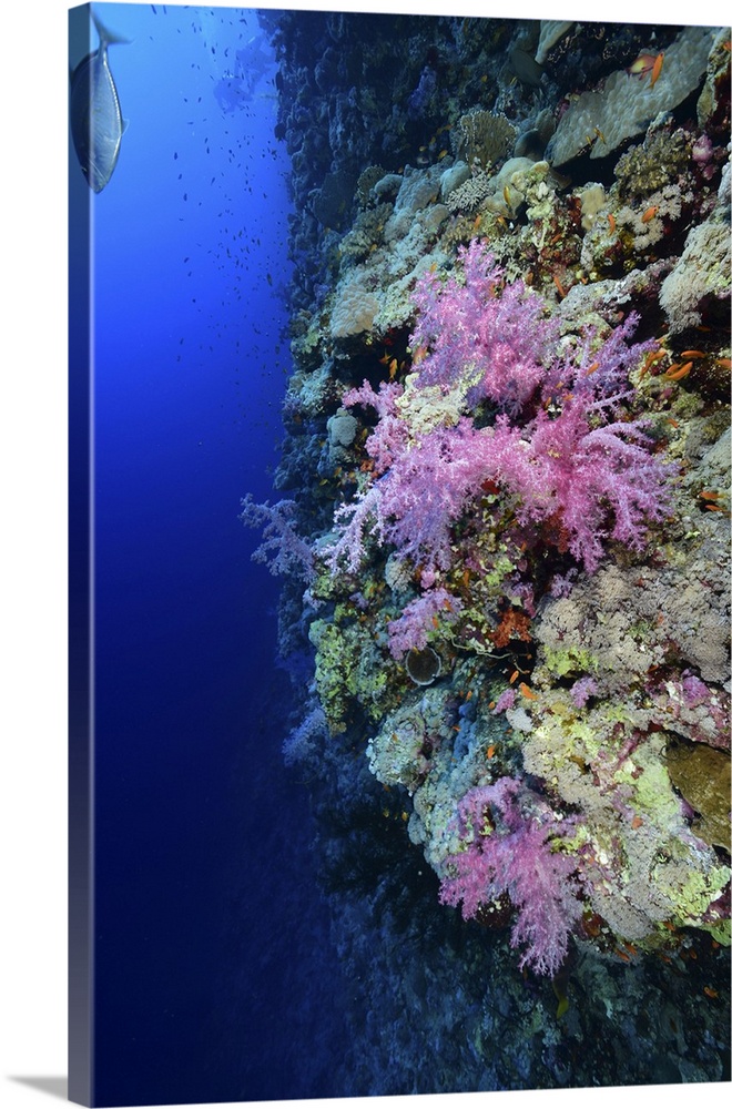 Soft coral reef, Red Sea, Egypt.