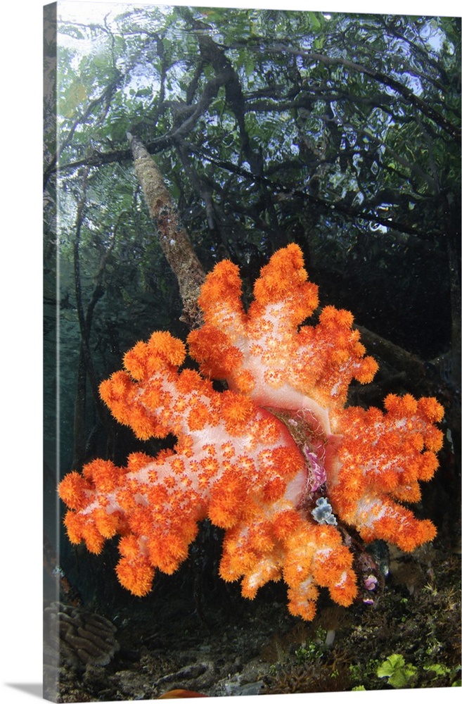 Soft corals growing on the roots of mangrove trees, Dendronephthya sp., Blue Water Mangroves, Raja Ampat, West Papua, Indo...