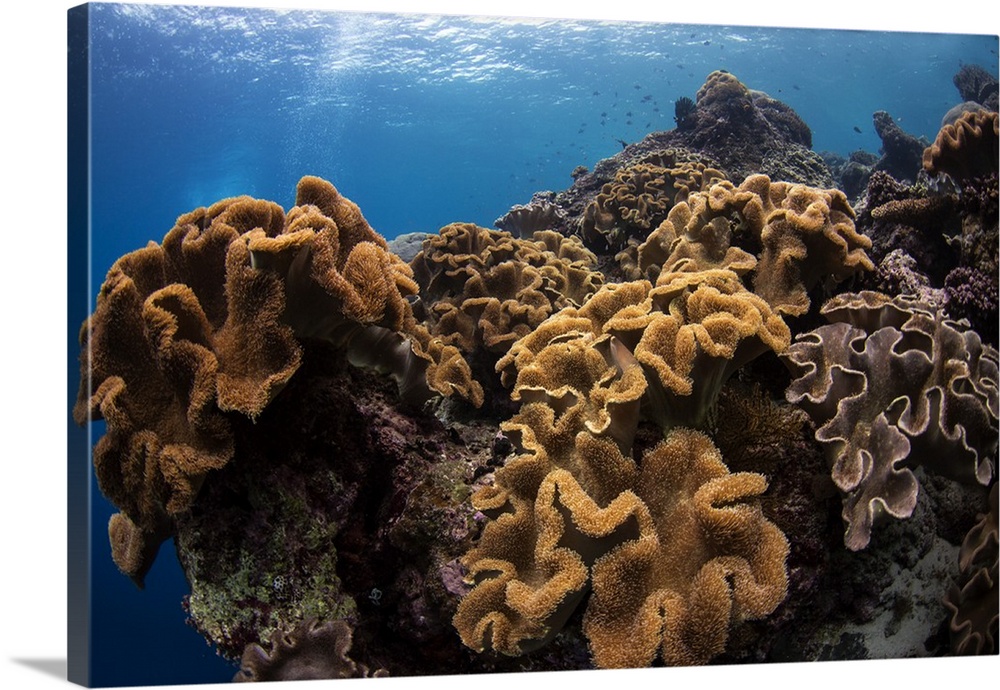 Soft corals in the colorful reefs of the Banda Sea, Indonesia.