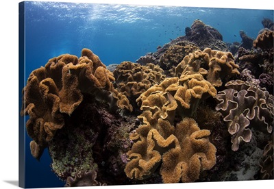 Soft corals in the colorful reefs of the Banda Sea, Indonesia