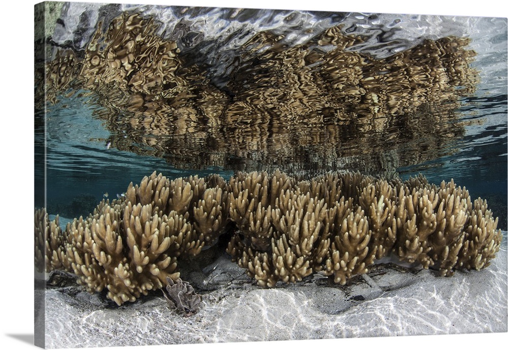 Soft leather corals grow in the shallow waters in the Solomon Islands.