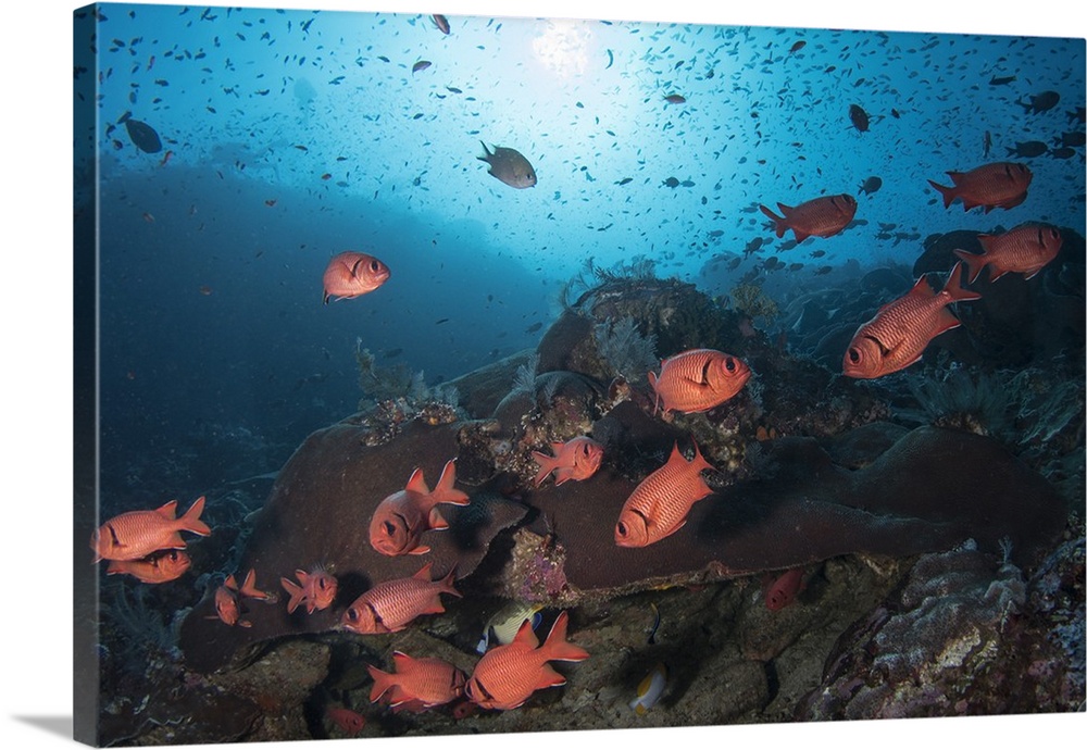 Soldierfish on the reef in Komodo National Park, Indonesia.