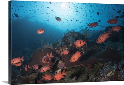 Soldierfish on the reef in Komodo National Park, Indonesia