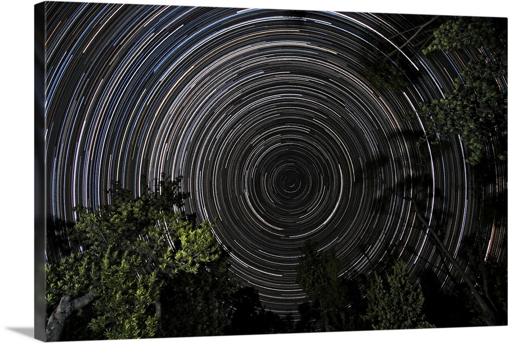 Southern Sky star trails over Banksia Trees