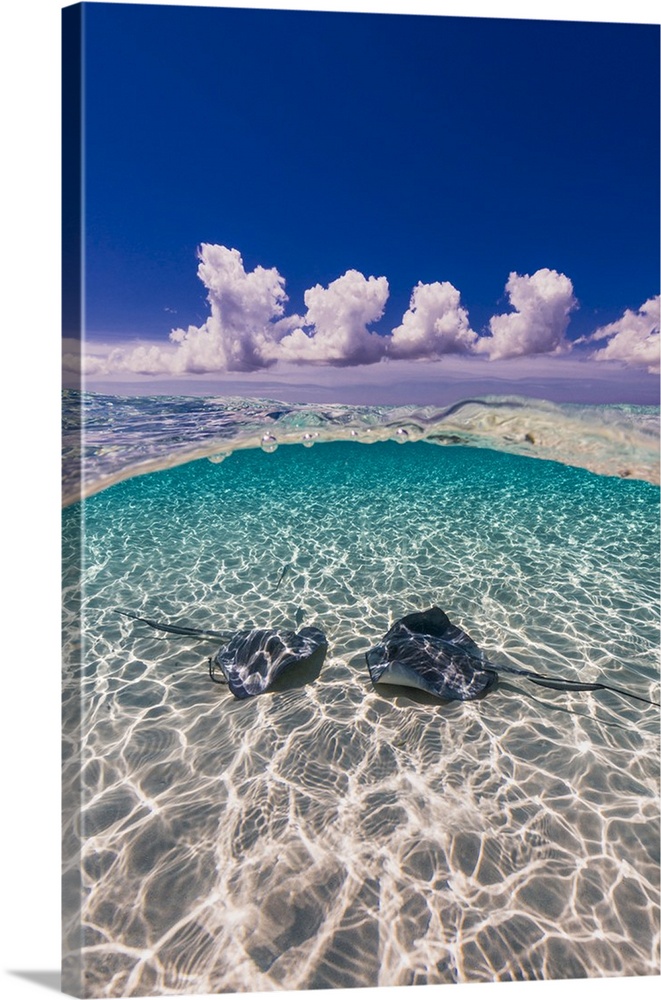 Southern stingrays on the sandbar in Grand Cayman, Cayman Islands.