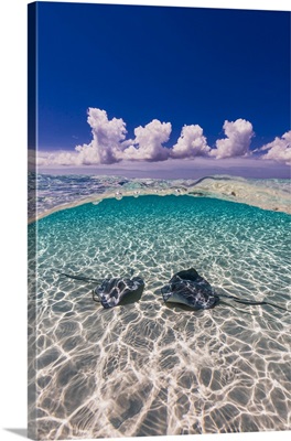 Southern stingrays on the sandbar in Grand Cayman, Cayman Islands