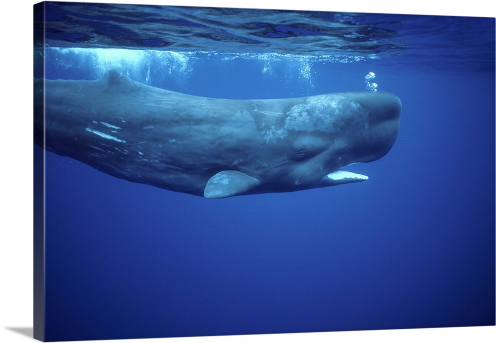 Sperm whale (Physeter macrocephalus) photographed off the Azores Islands (Portugal), Atlantic Ocean.