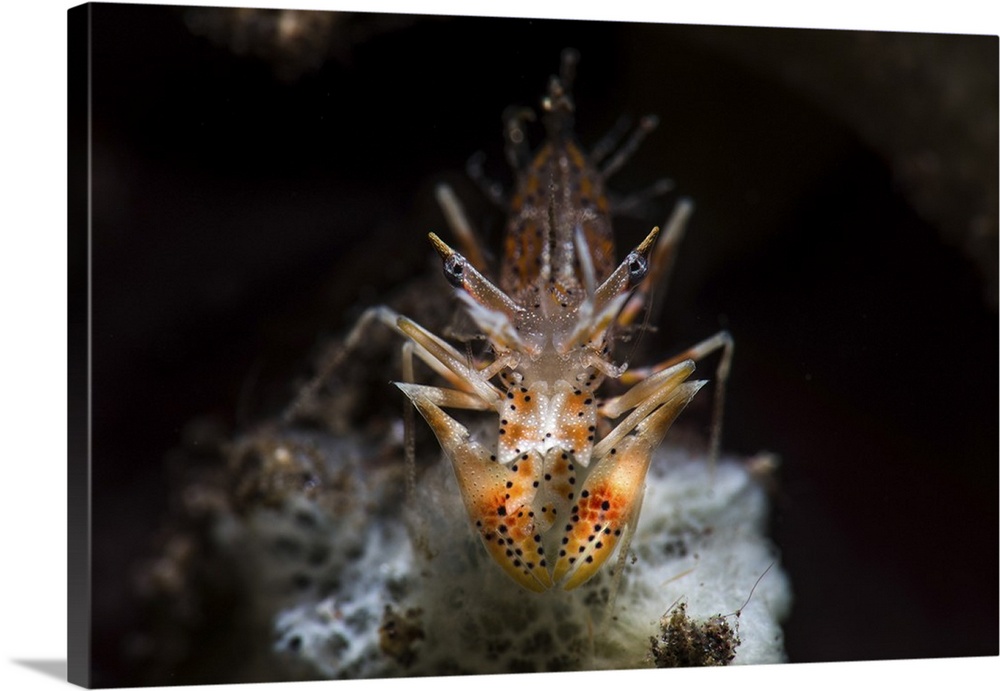 Spiny tiger shrimp, Tulamben, Bali, Indonesia.