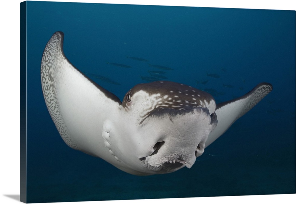 Spotted eagle ray (Aetobatus narinari) swimming in Hawaiian waters. The spotted eagle ray can reach over six feet in wings...