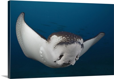 Spotted eagle ray (Aetobatus narinari)