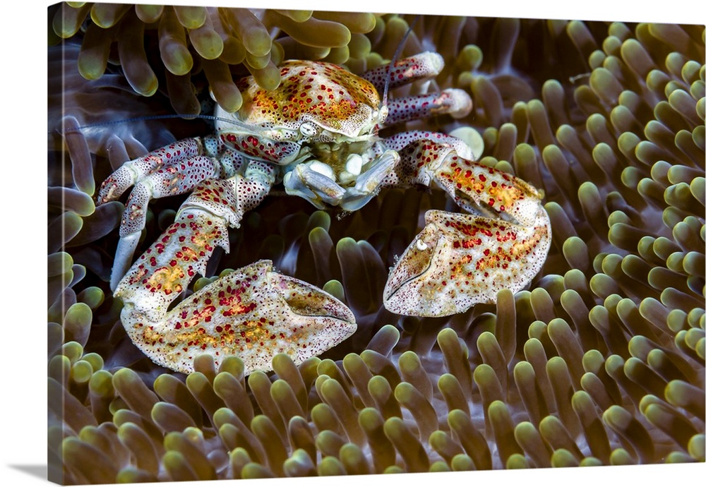 Spotted porcelain crab, New Ireland, Papua New Guinea.