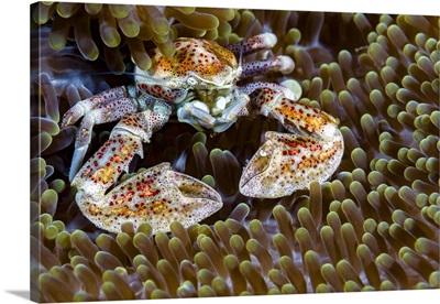 Spotted porcelain crab, New Ireland, Papua New Guinea