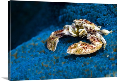 Spotted porcelain crab on blue anemone, Milne Bay, Papua New Guinea