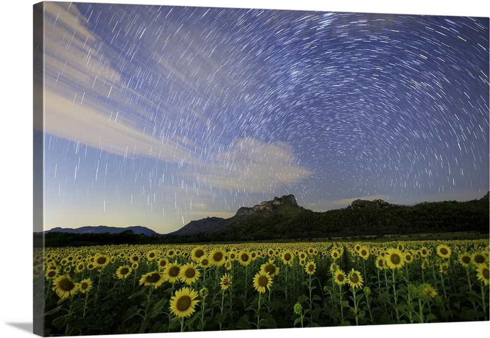 Star trails among the passing clouds above a sunflower filed near Bangkok, Thailand.
