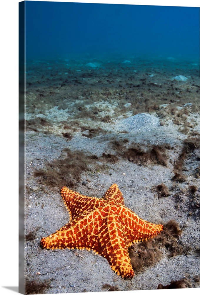 Starfish near Blue Heron Bridge, West Palm Beach, Florida.