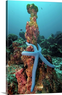 Starfish On Dead Coral, Koh Bon, Similan Islands, Thailand