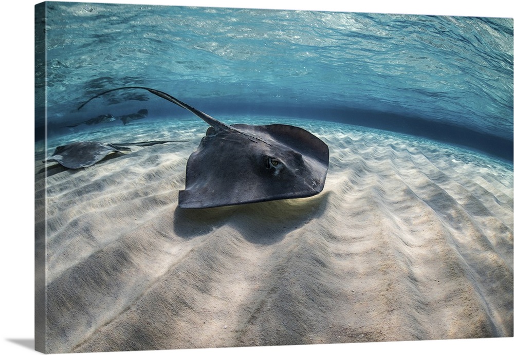 Stingrays swimming the ocean floor, Grand Cayman, Cayman Islands.