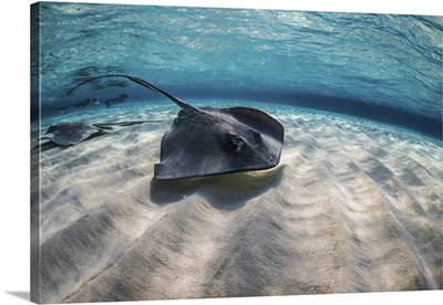 Stingrays swimming the ocean floor, Grand Cayman, Cayman Islands