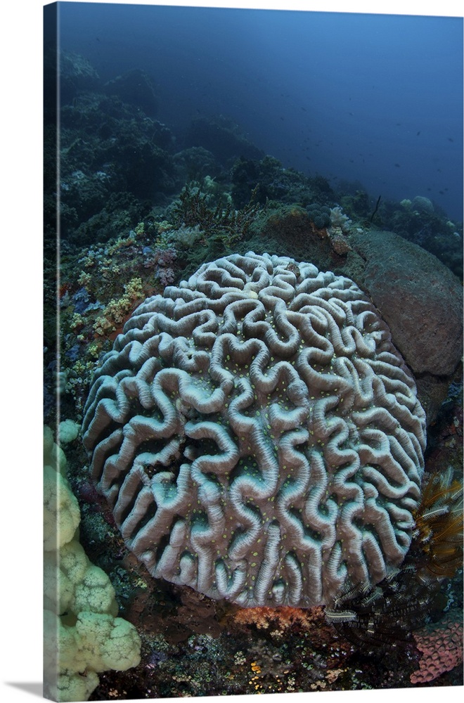 Stony coral on a reef in Sulawesi, Indonesia.