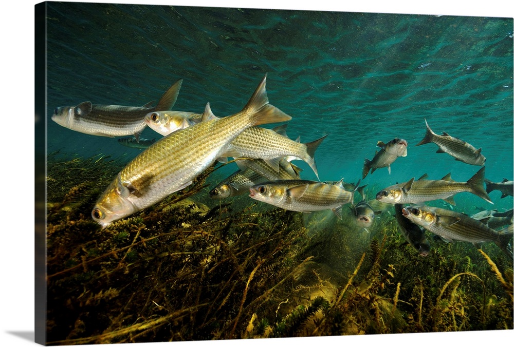 Striped mullet (Mugil cephalus), Salt Springs, Florida.