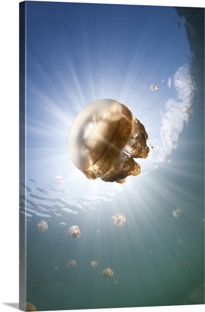 Sunrays illuminate a jellyfish, Mastigias sp., Jellyfish Lake, Kakaban Island, Berau, Kalimantan, Borneo, Indonesia, Pacif...