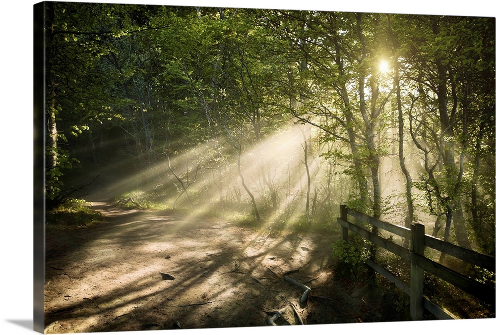 Sunrays shining through a dark, misty forest, Liselund Slotspark, Denmark...
