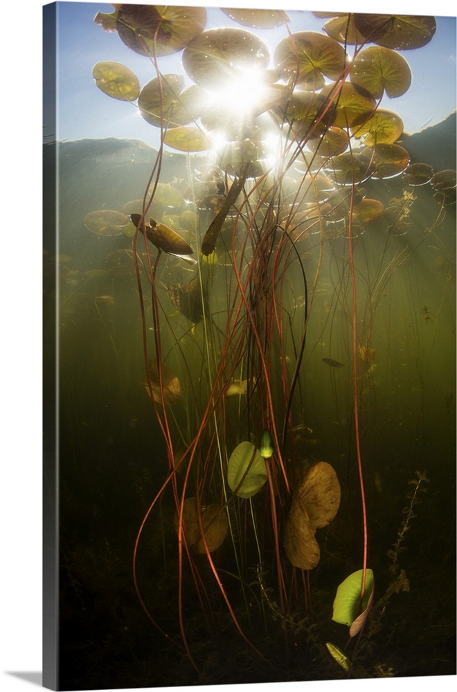 Bright sunlight shines down on lily pads growing along the shallow edge of a freshwater lake in New England. Aquatic veget...