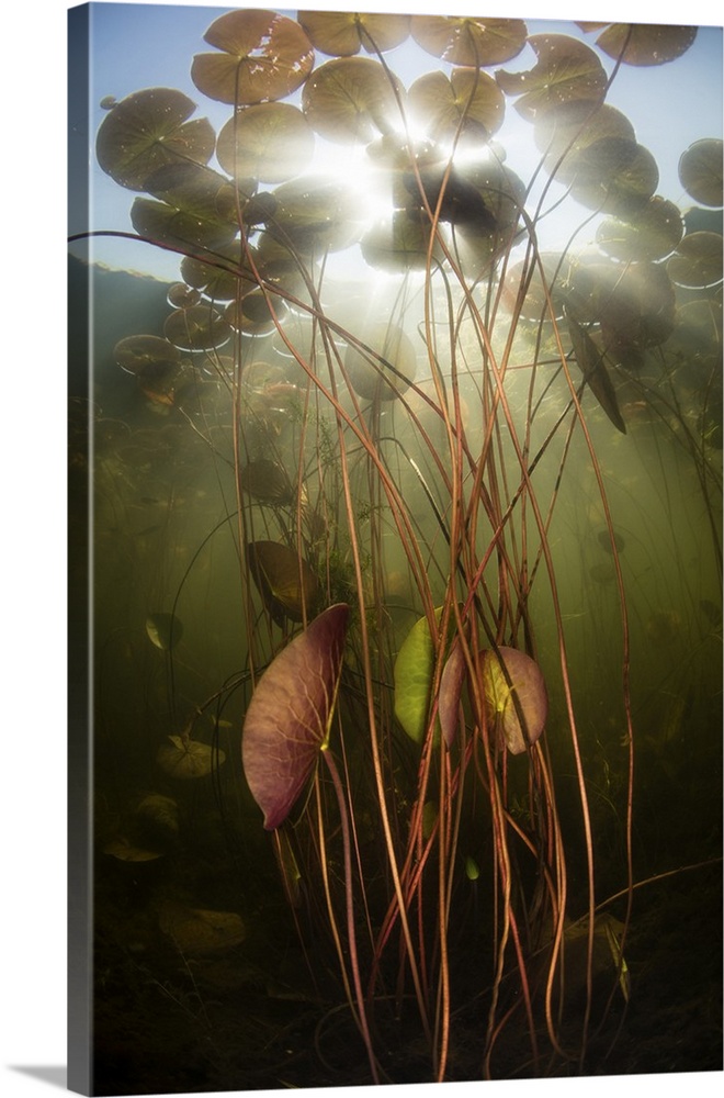 Bright sunlight shines down on lily pads growing along the shallow edge of a freshwater lake in New England. Aquatic veget...