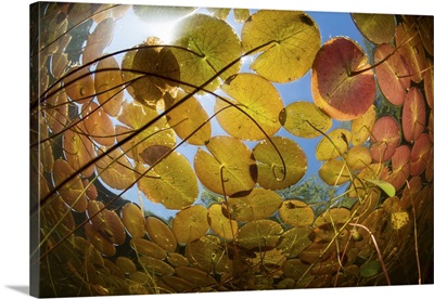 Sunlight shines down on lily pads growing along the freshwater lake in New England.